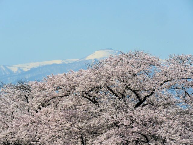 2024年桜.jpg