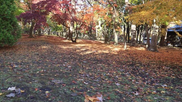 2024年紅葉11月9日.jpg