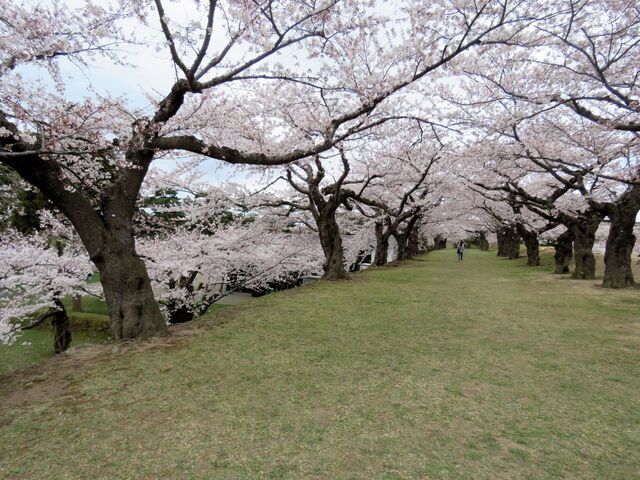 さくら.jpg